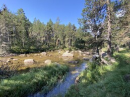 campinglesbouillouses-lacdesbouillouses-carlit-riviere-foret (35) 22