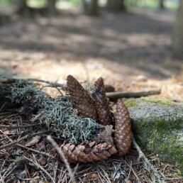 campinglesbouillouses-lacdesbouillouses-carlit-riviere-foret (67) 3 campinglesbouillouses-lacdesbouillouses-carlit-riviere-foret (67) 3